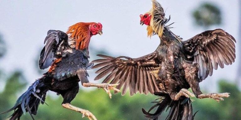 Bắt đầu cược đá gà tại sảnh Sv388 dễ dàng cho tân thủ